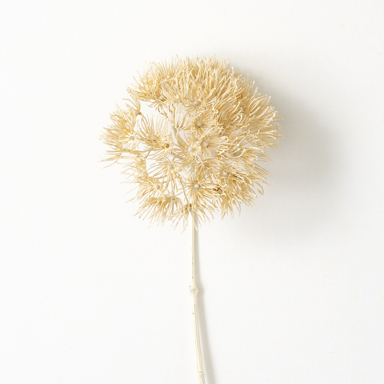 Sullivan's Allium Spray, Cream Faux Floral Stem for Crafting, Weddings, Home and Holiday Decoration, 29 Inch